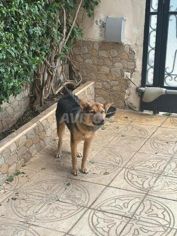 تبرع عاجل بكلب الراعي الألماني