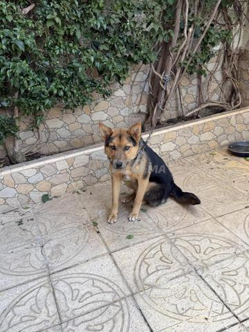 Don urgent de berger allemand - 2