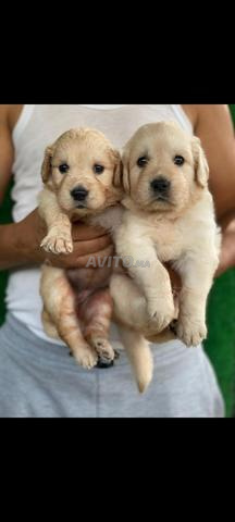 Chiot Golden Retriever