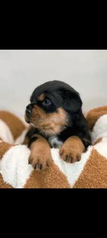 Chiot Rottweiler