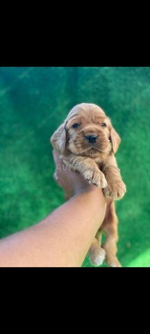 Chiot Cocker Spaniel - 2