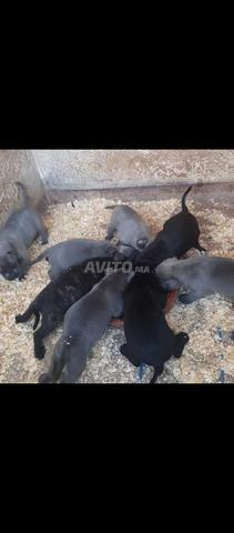 Super chiots Cane Corso pure race - 2