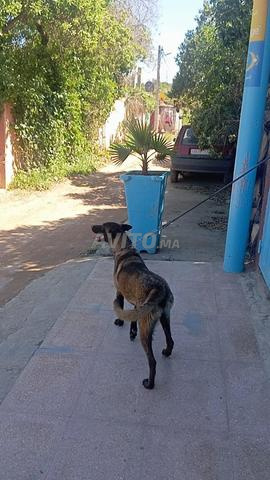 Malinois charboni excellent - 2