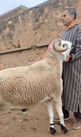 حولية صردية مليحة ضارة معاها فحل ملكي - 2