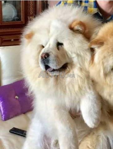 Excellent mâle Chow Chow pure race - 2