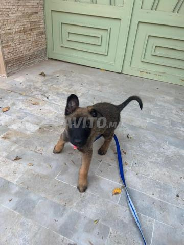 جرو مالينوا عمره 58 يومًا للبيع في مراكش