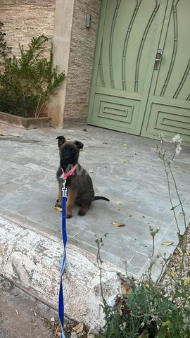 Chiot Malinois de 58 jours à vendre à Marrakech - 2