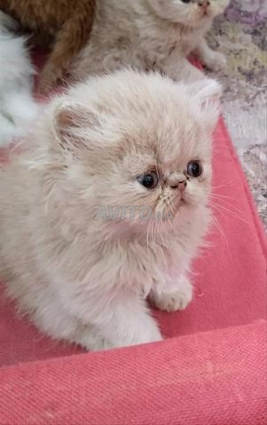 Chatons persans - 2