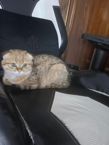 اسكتلندي مطوي - 2