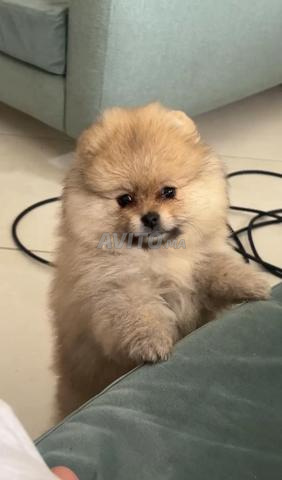Spitz Pomeranian