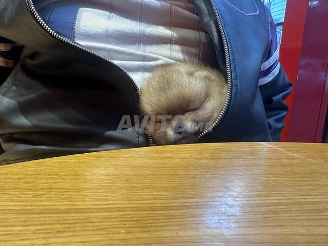 Spitz Pomeranian - 2