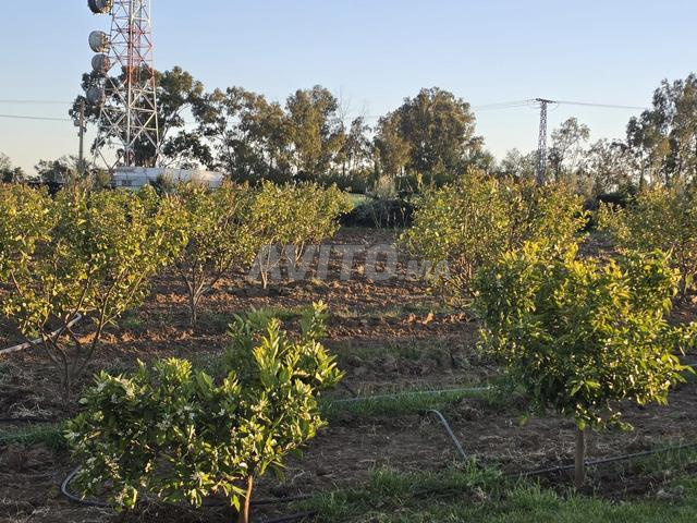 مزرعة مع منزل - 2