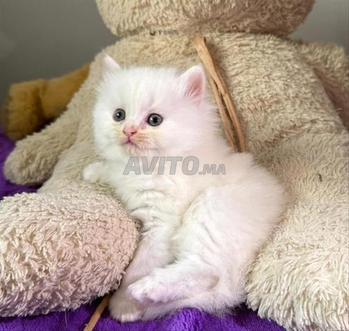 Angora américain poil long - 2