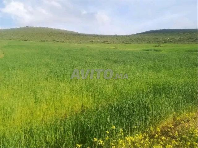 أرض فلاحية - 2