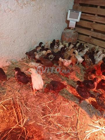 Chiots de races croisées âgés de 22 jours - 2