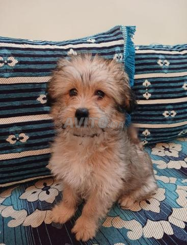 Bichonne Havanaise Femelle - 2