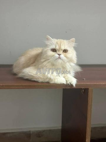 Femelle bichon en gestation - 2