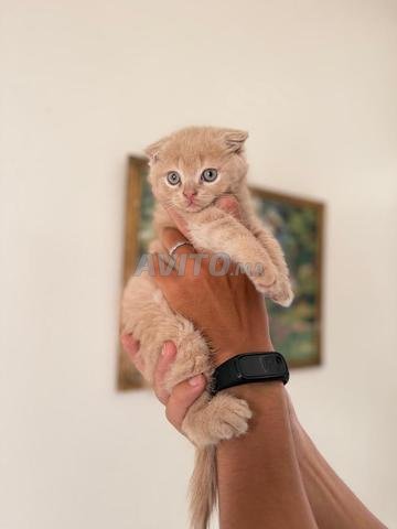 Scottish fold - 2