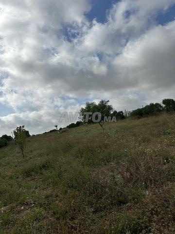 أرض مسجلة للبيع - 2