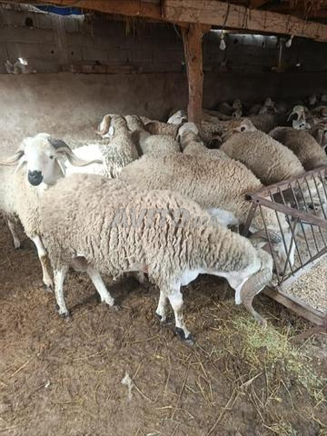 Oulad Moussa Khamis Sidi Mohamed Ben Rahal - 2