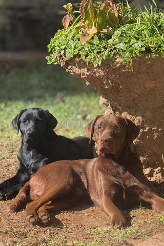 Femelle labrador noir - porteuse de gènes chocolat - 2