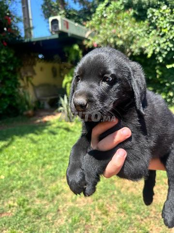 أنثى لابرادور سوداء - حاملة لجينات الشوكولاتة
