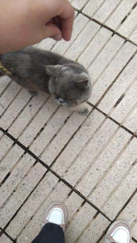 British Shorthair - 2