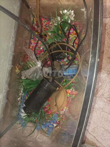 حوض أسماك زينة - 2