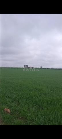 Terrain à vendre - 2