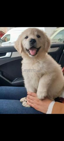 Magnifique golden retriever mâle - 2