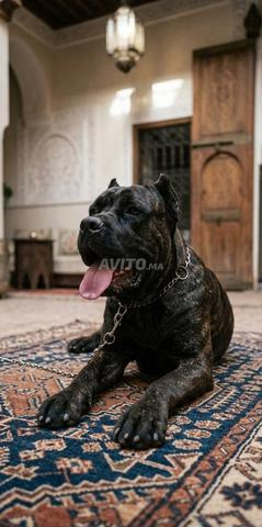 كلب كاني كورسو - 2