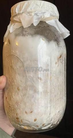 سبون الحبوب لفطر المحار الأزرق – برطمان 350 جرام