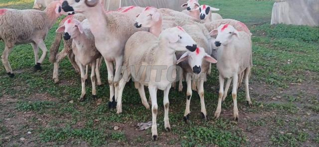 Annonce de Serdia Mliha Dhara