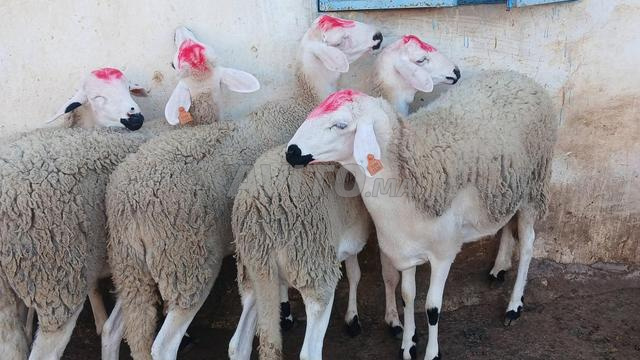 30 سردينة أصيلة للبيع