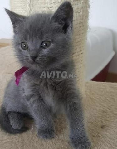 قطط زرقاء روسية ذكر وأنثى متوفرة