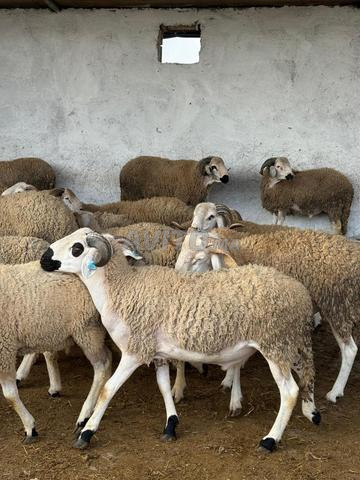 بيع خروف من المزرعة مباشرة - 2