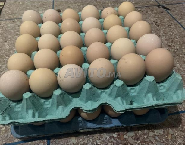 بيض مخصب لدجاج الاسترالوب