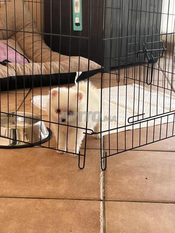 سبيتز قزم رائع شهرين مطعم - 2