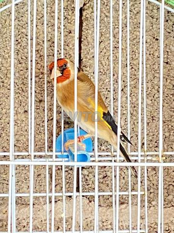 طائر حسون أو المقنين أو الشردون - 2