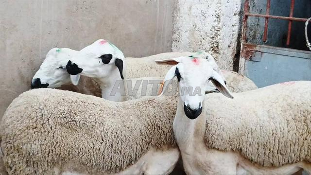 حولية صردية مليحة ضارة للبيع