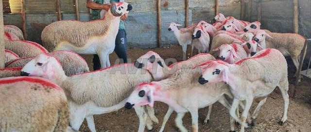 30 نعجة صردية جيدة للبيع