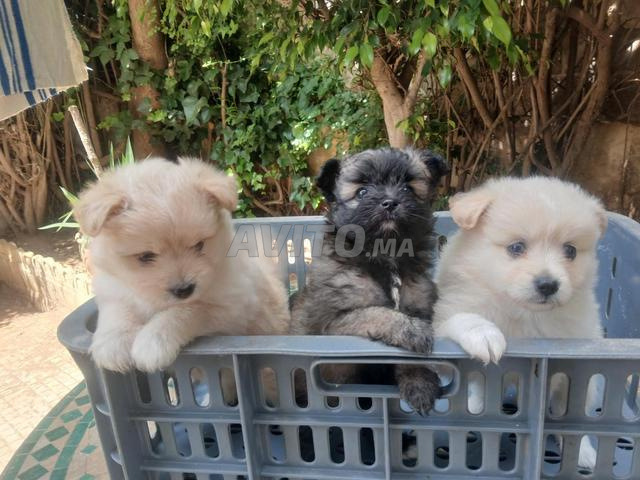 جرو للبيع - 2