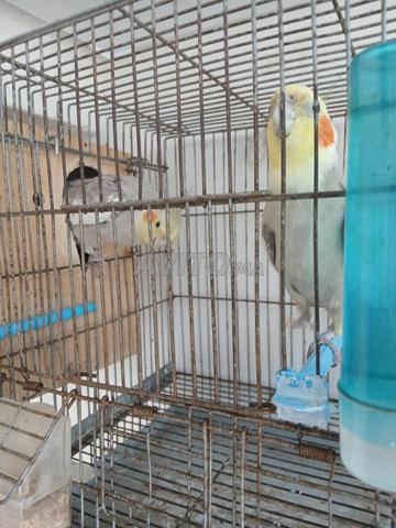 Couple de pigeons blanchis