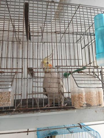 Couple de pigeons blanchis - 2