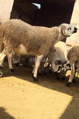 Mouton Sardi - Mouton Sardi - 2