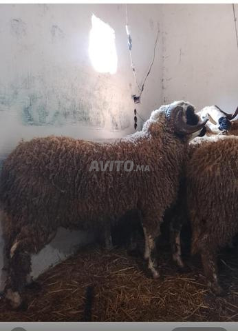 Mouton Sardi - Mouton Sardi