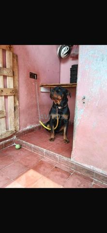 Chien rottweiler - 2
