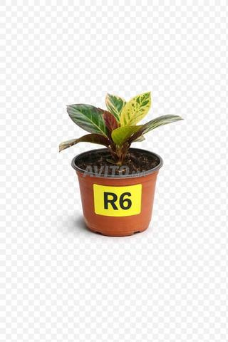 جميع أنواع الأغراس الشمسية أو الظلية