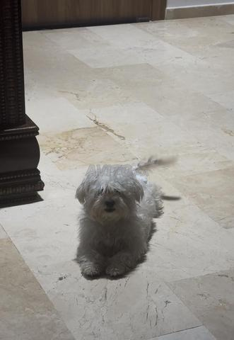 Bichon maltais (caniche) - 2