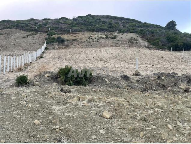 Terrain à vendre à Oued Allian - 2